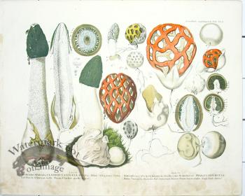 Mushroom Atlas 32